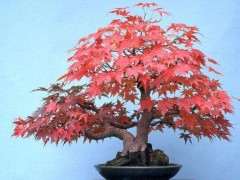 红枫下山桩合适两广种植吗 图片