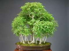 红枫下山桩黄枫能室内种植吗 图片