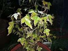 红枫下山桩是怎么了 全落叶了 图片