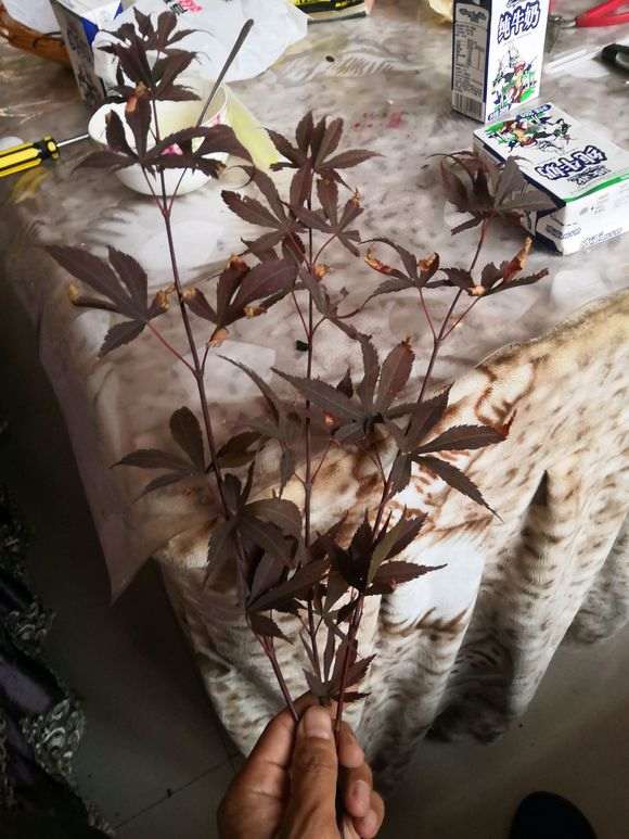 红枫下山桩插不活 生长缓慢 怎么办 图片