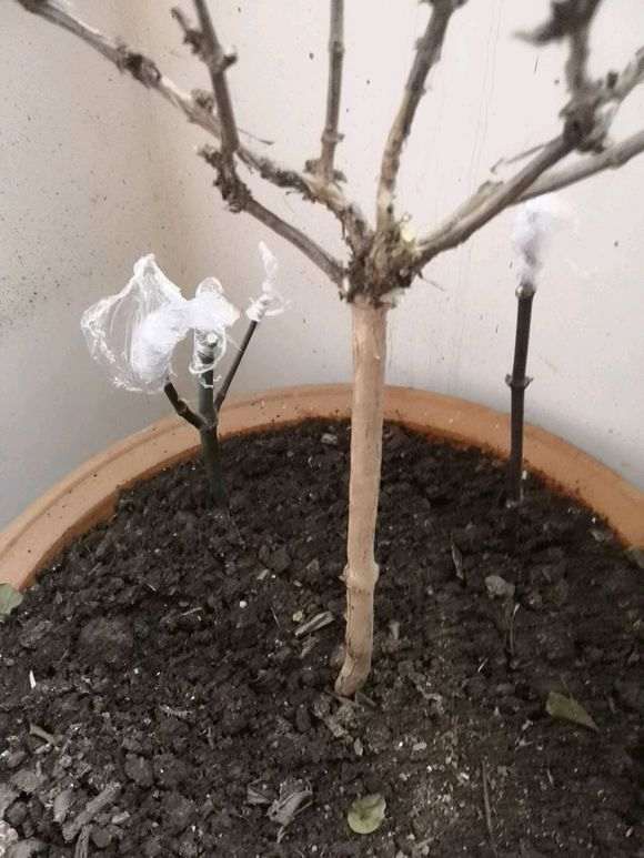 红枫下山桩插不活 生长缓慢 怎么办 图片