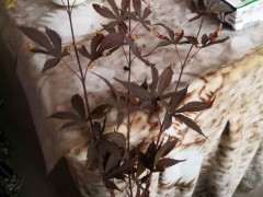 红枫下山桩插不活 生长缓慢 怎么办 图片