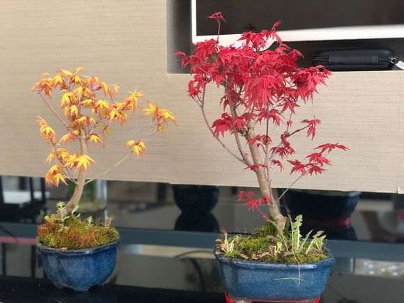室内阳台养红枫下山桩 成功了 图片