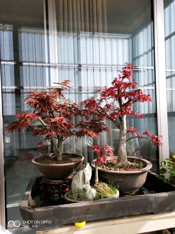 室内阳台养红枫下山桩 成功了 图片