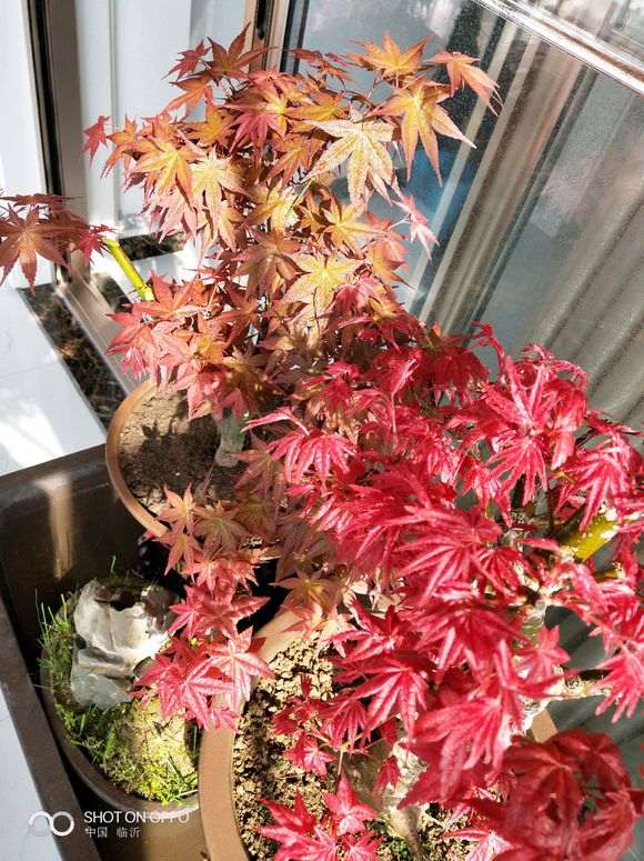 室内阳台养红枫下山桩 成功了 图片