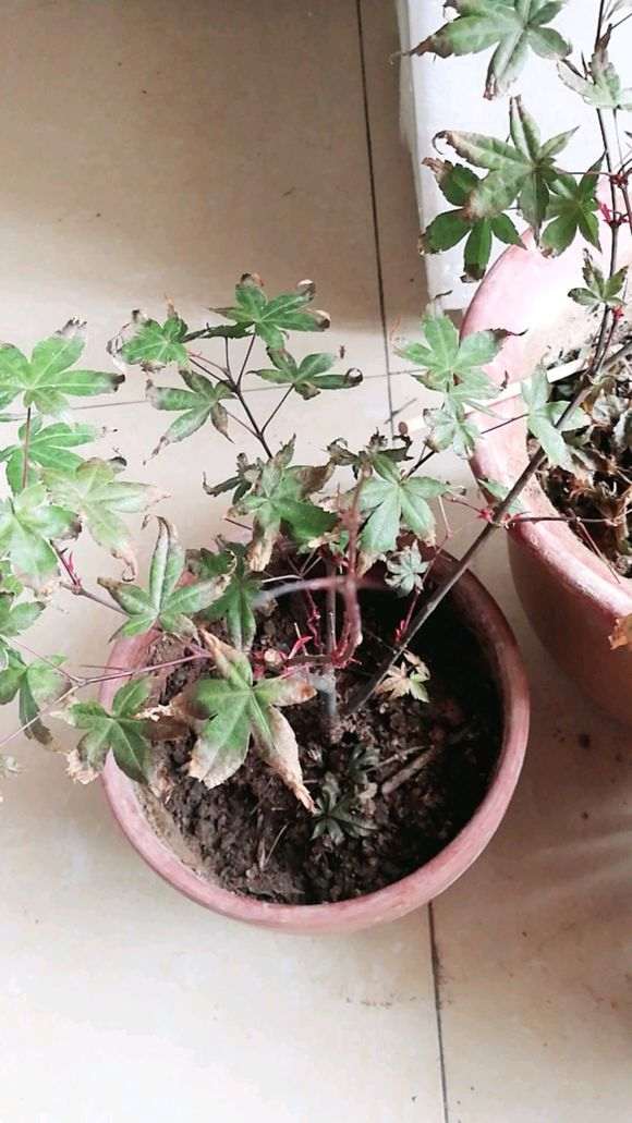 红枫下山桩焦叶怎么办 严重吗 图片