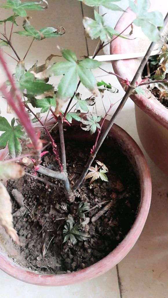 红枫下山桩焦叶怎么办 严重吗 图片