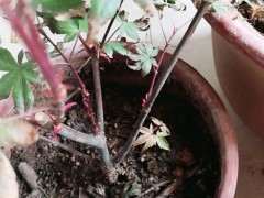 红枫下山桩焦叶怎么办 严重吗 图片