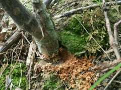 红枫下山桩蛀虫怎么防治 图片