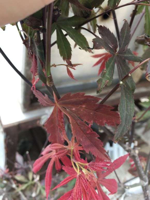 红枫下山桩新叶老是黑尖溃烂 怎么办