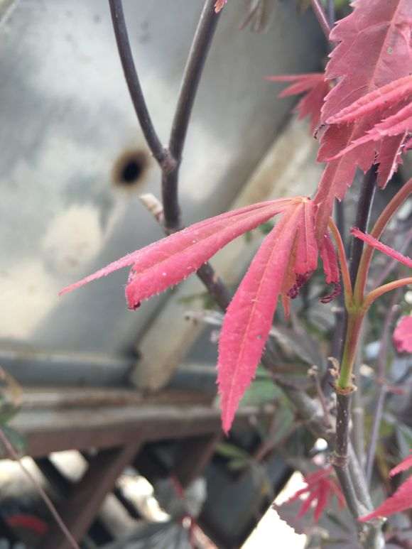 红枫下山桩新叶老是黑尖溃烂 怎么办