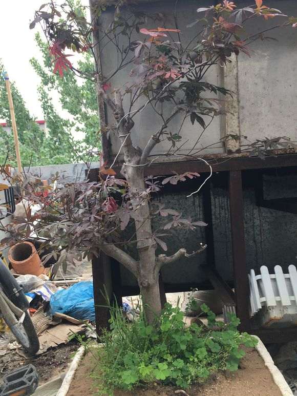 红枫下山桩新叶老是黑尖溃烂 怎么办