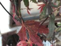 红枫下山桩新叶老是黑尖溃烂 怎么办