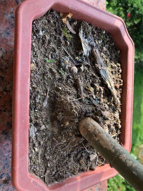 红枫下山桩一直枯叶 怎么办 图片