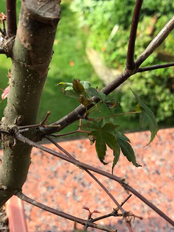 红枫下山桩一直枯叶 怎么办 图片