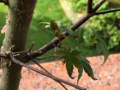 红枫下山桩嫁接和原生有什么不同