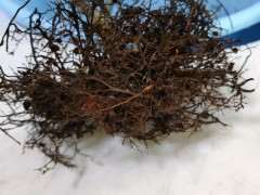 红枫下山桩根系出问题了 怎么办 图片