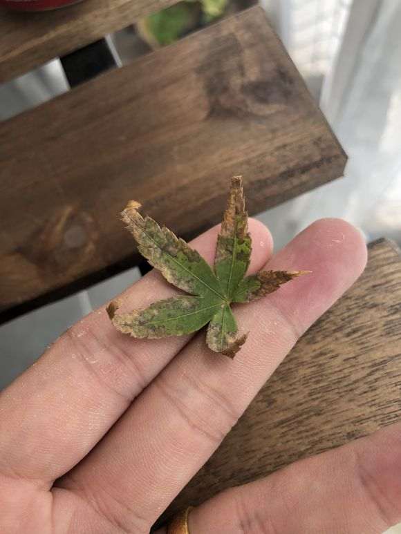 红枫下山桩叶子焦边 是什么原因 图片