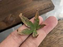 红枫下山桩叶子焦边 是什么原因 图片