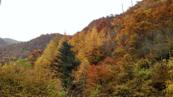 红枫下山桩在兰州耐活吗 图片