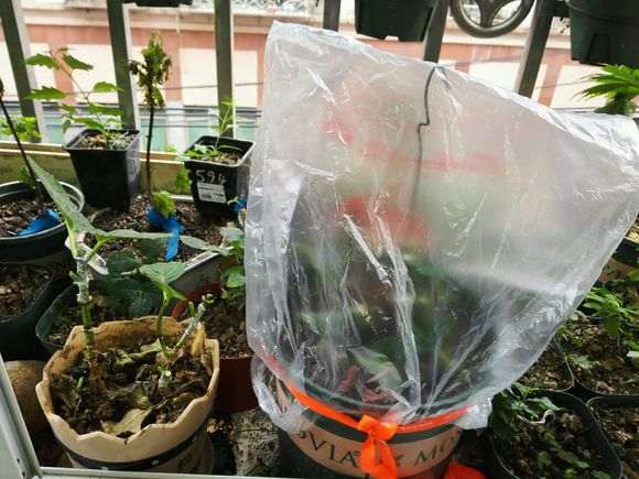 红枫下山桩在兰州耐活吗 图片