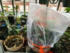 红枫下山桩在兰州耐活吗 图片