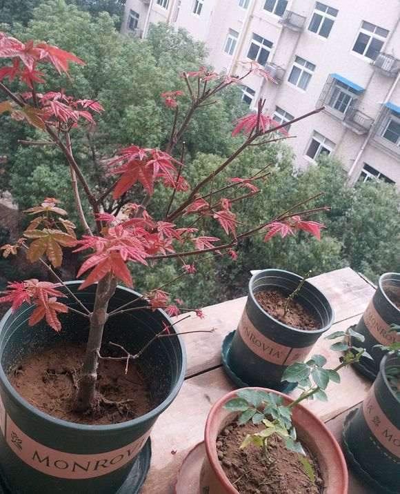 红枫下山桩怎么修剪的方法 图片