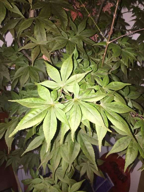 为什么红枫下山桩叶子会是绿色的 图片