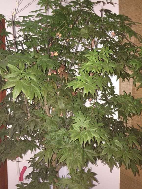 为什么红枫下山桩叶子会是绿色的 图片