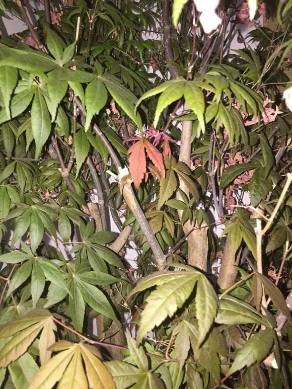 为什么红枫下山桩叶子会是绿色的 图片