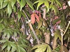 为什么红枫下山桩叶子会是绿色的 图片