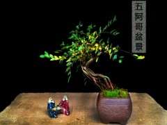 红枫下山桩几月份蟠扎 最好 图片