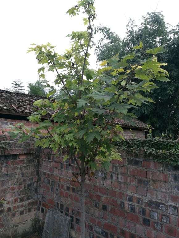 红枫下山桩 三年了 叶子都不红 图片