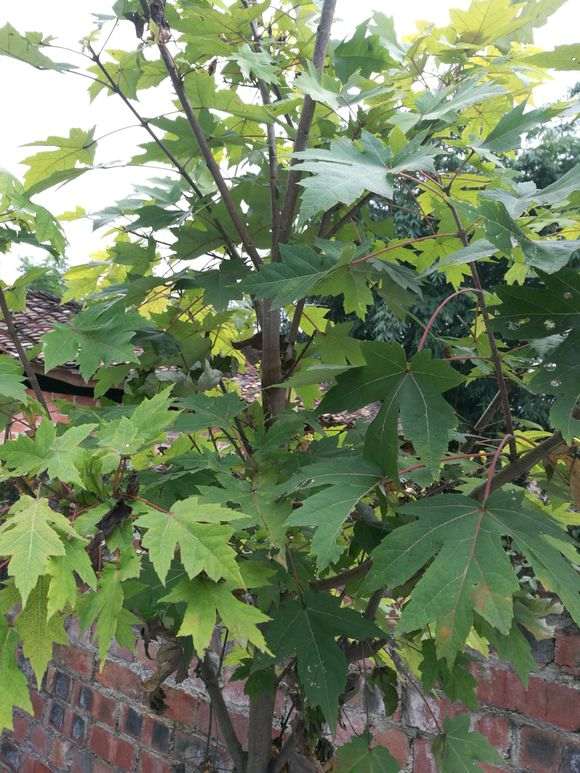 红枫下山桩 三年了 叶子都不红 图片