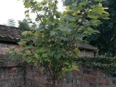 红枫下山桩 三年了 叶子都不红 图片