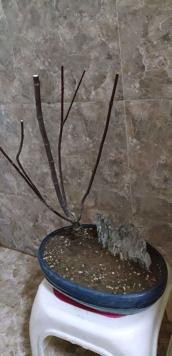 红枫下山桩应该怎么修剪的方法 图片