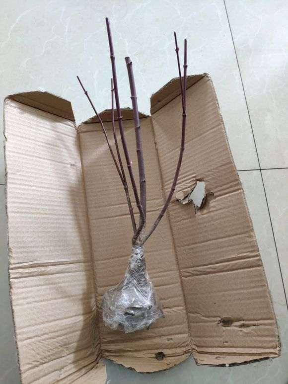 红枫下山桩应该怎么修剪的方法 图片