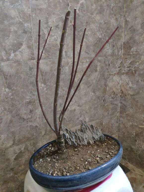 红枫下山桩应该怎么修剪的方法 图片