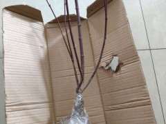 红枫下山桩应该怎么修剪的方法 图片