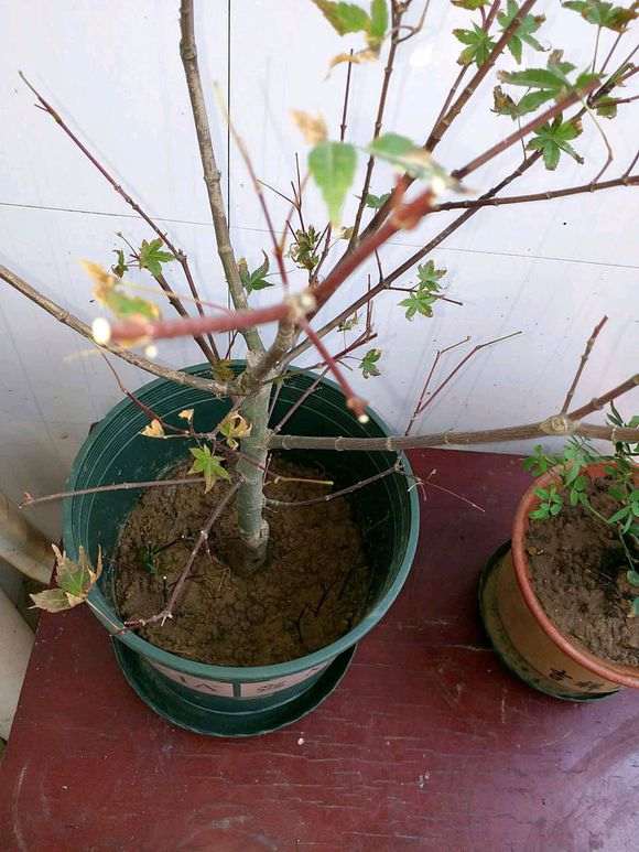 红枫下山桩怎么修剪 感觉好乱  图片