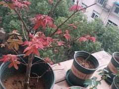 红枫下山桩怎么修剪 感觉好乱  图片