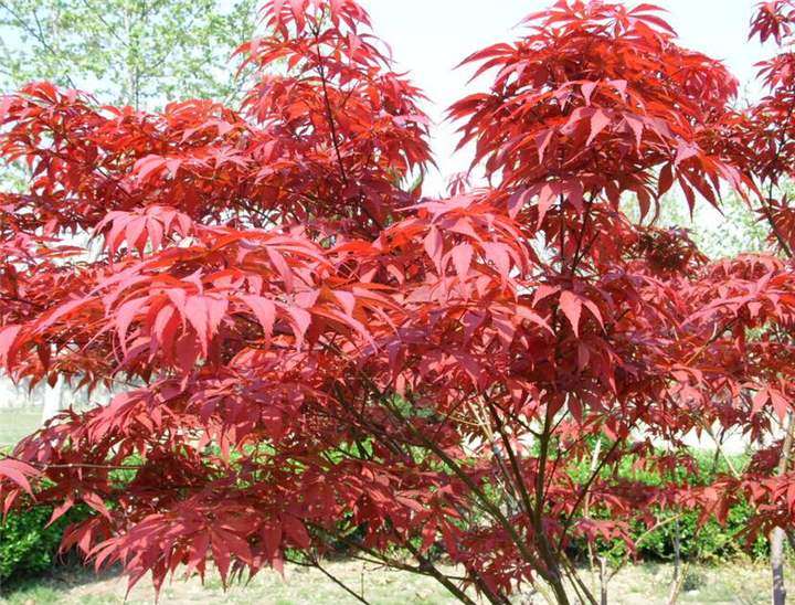 红枫下山桩上嫁接羽毛枫真不容易 图片