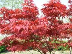 红枫下山桩上嫁接羽毛枫真不容易 图片