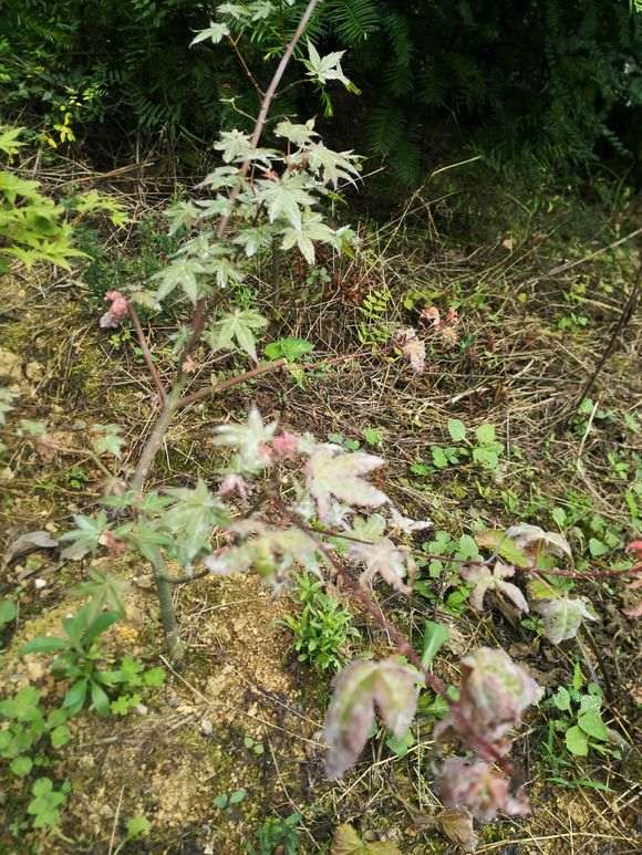 红枫下山桩白粉病 怎么防治 图片