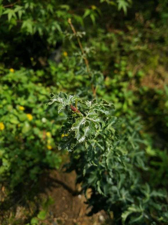 红枫下山桩白粉病 怎么防治 图片