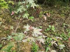 红枫下山桩白粉病 怎么防治 图片