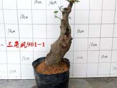 广东可以种植红枫下山桩吗 图片