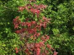 红枫下山桩 除了落叶都是红叶 怎么办