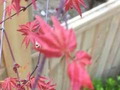 日本红枫下山桩吗 为啥叶子颜色不红 图片