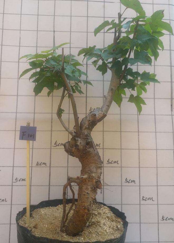 红枫下山桩 是用浅盆还是深盆好 图片